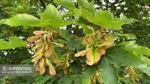 Attēlu rezultāti vaicājumam “Acer platanoides fruit”