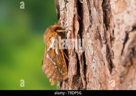 Attēlu rezultāti vaicājumam “Hepialus lupulinus”