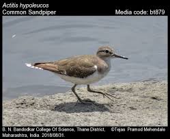 Attēlu rezultāti vaicājumam “Actitis hypoleucos adult”