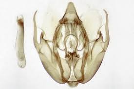 Attēlu rezultāti vaicājumam “Hydria undulata”