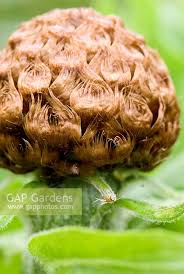 Attēlu rezultāti vaicājumam “Centaurea scabiosa bud”