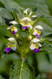 Attēlu rezultāti vaicājumam “Galeopsis speciosa”