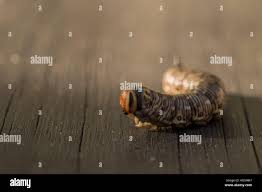 Attēlu rezultāti vaicājumam “Sphinx pinastri larva”