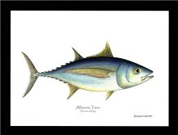 Image result for Thunnus alalunga