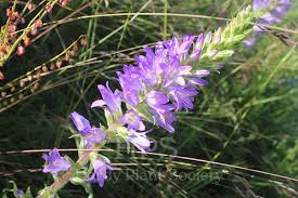 Image result for Campanula spicata