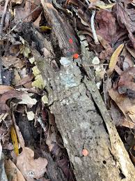 Attēlu rezultāti vaicājumam “Lycogala confusum young”