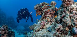Image result for Le Clique Divers