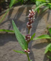 Attēlu rezultāti vaicājumam “Persicaria maculosa leaf”