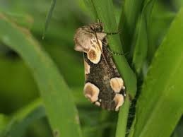 Attēlu rezultāti vaicājumam “Thyatira batis imago”