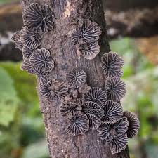 Attēlu rezultāti vaicājumam “Lycogala leopardinum”