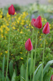 Attēlu rezultāti vaicājumam “Tulipa gesneriana”