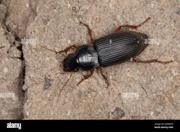 Attēlu rezultāti vaicājumam “Pseudoophonus rufipes”