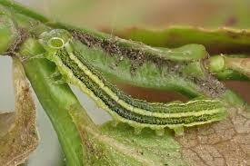 Attēlu rezultāti vaicājumam “Ceramica pisi larva”