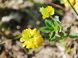 Attēlu rezultāti vaicājumam “Trifolium aureum”