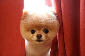 Image result for boo