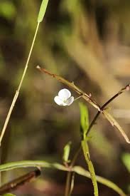 Attēlu rezultāti vaicājumam “Veronica scutellata flower”
