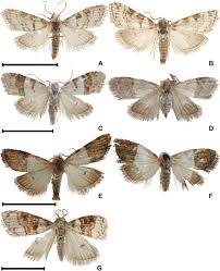 Attēlu rezultāti vaicājumam “Nolidae”