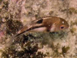 Image result for Chrysoblephus laticeps