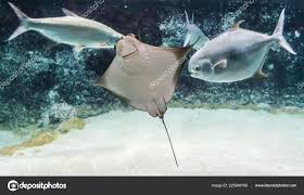 Image result for Rhinoptera bonasus