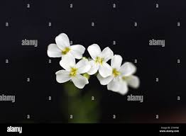 Attēlu rezultāti vaicājumam “Cardaminopsis arenosa leaf”