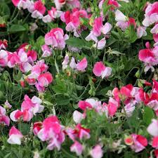 Image result for Lathyrus odoratus