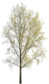 Attēlu rezultāti vaicājumam “Populus tremula”