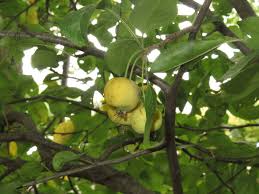 Attēlu rezultāti vaicājumam “Malus prunifolia fruit”