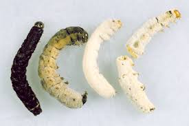 Attēlu rezultāti vaicājumam “Mamestra brassicae larva”