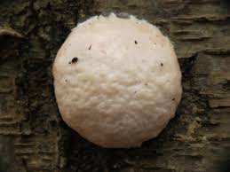 Attēlu rezultāti vaicājumam “Reticularia lycoperdon young”