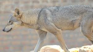 Image result for canis lupus arabs