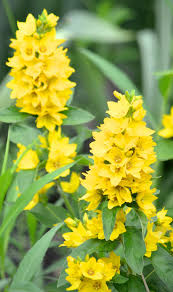 Attēlu rezultāti vaicājumam “Lysimachia vulgaris fruit”