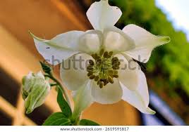 Attēlu rezultāti vaicājumam “Aquilegia vulgaris bud”
