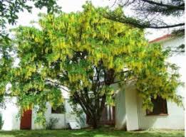 Attēlu rezultāti vaicājumam “Laburnum alpinum”