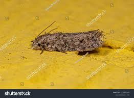 Attēlu rezultāti vaicājumam “Tineidae”