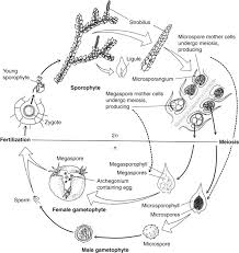 Attēlu rezultāti vaicājumam “Seligeria pusilla sporophyte”