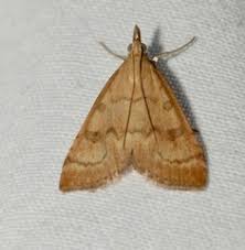 Attēlu rezultāti vaicājumam “Udea fulvalis”