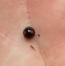 Attēlu rezultāti vaicājumam “Chilocorus renipustulatus”