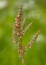 Attēlu rezultāti vaicājumam “Rumex acetosa bud”