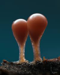 Attēlu rezultāti vaicājumam “Hemitrichia decipiens var. hemitrichoides”