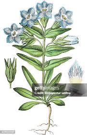 Attēlu rezultāti vaicājumam “Gentianella campestris”