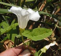 Attēlu rezultāti vaicājumam “Calystegia sepium”