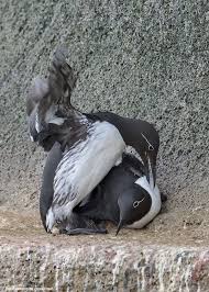 Image result for Uria aalge