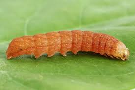 Attēlu rezultāti vaicājumam “Papestra biren”