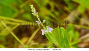 Image result for Veronica officinalis