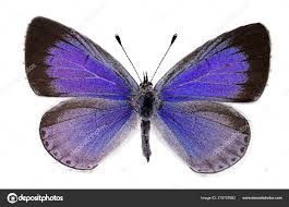 Attēlu rezultāti vaicājumam “Celastrina argiolus”