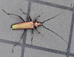 Attēlu rezultāti vaicājumam “Aromia moschata”