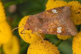 Attēlu rezultāti vaicājumam “Amphipoea”