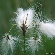 Attēlu rezultāti vaicājumam “Eriophorum latifolium flower”