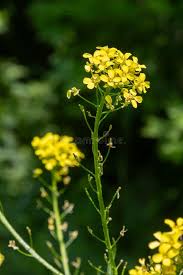 Attēlu rezultāti vaicājumam “Bunias orientalis bud”