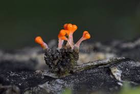 Attēlu rezultāti vaicājumam “Trichia decipiens”